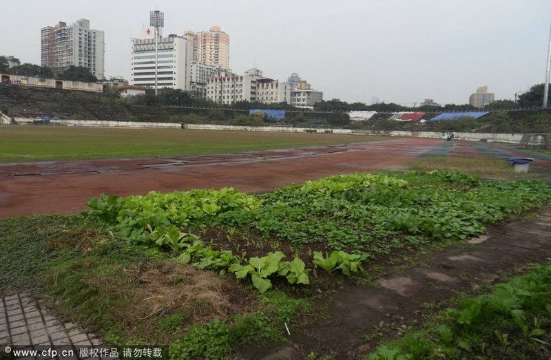 广州一中学球场变番薯地，校长：该土地用途不符规定，尽快恢复_运动_相关_短时间内